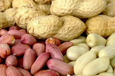 تصویر 3 از قیمت بادام زمینی صادراتی با کیفیت ارزان + خرید عمده